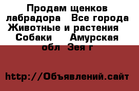 Продам щенков лабрадора - Все города Животные и растения » Собаки   . Амурская обл.,Зея г.